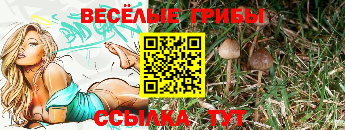 Псилоцибиновые грибы Psilocybe Тайшет